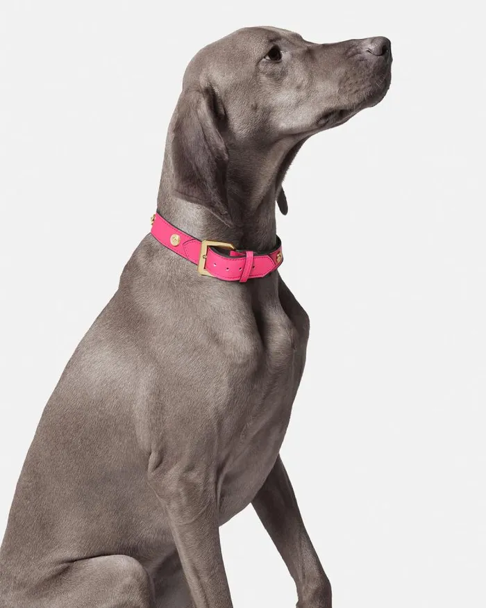 Icon Large Pet Collar Pink Home and Lifestyle Versace Pet Accessories